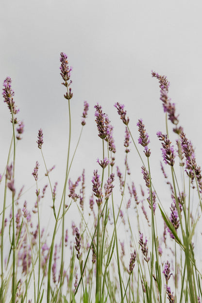 Lavender Dream – 100% Hand-Poured Soy Wax Candle with Crackling Wood Wick