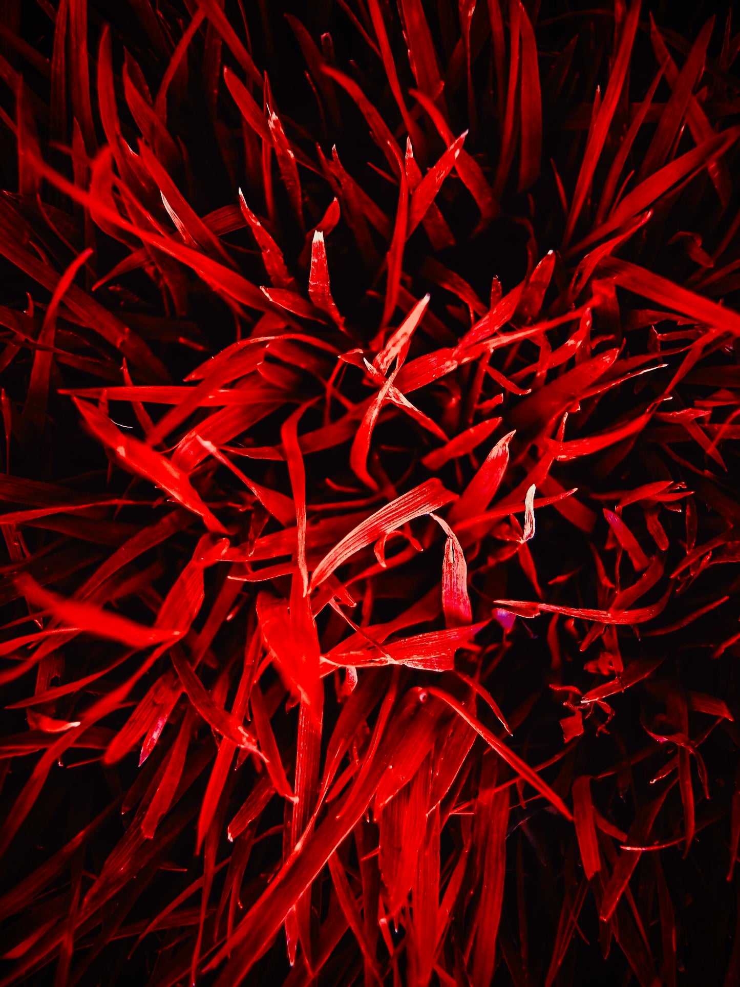 Velvet Rouge – 100% Hand-Poured Soy Wax Candle with Crackling Wood Wick
