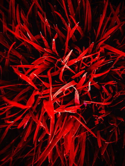 Velvet Rouge – 100% Hand-Poured Soy Wax Candle with Crackling Wood Wick